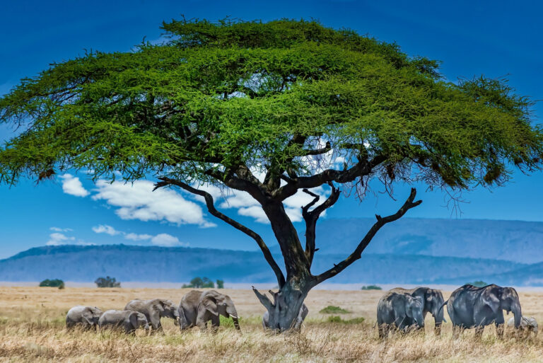 elephants on a field