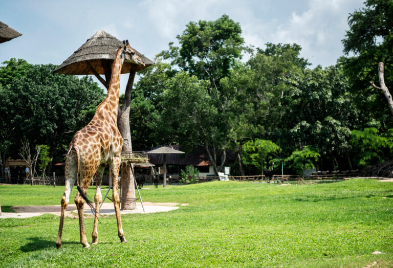 giraffe on a field