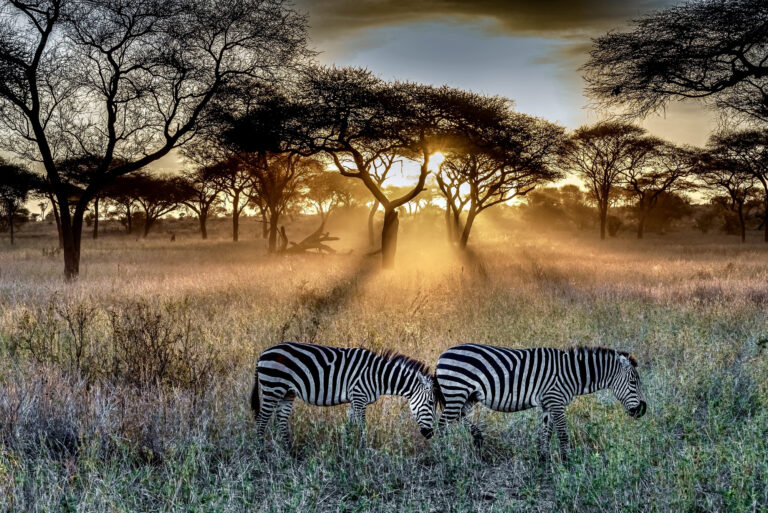 zebra on a field
